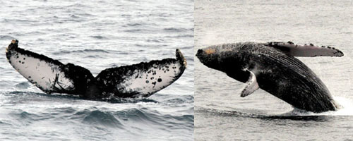 Thumbnail image for Pair 4