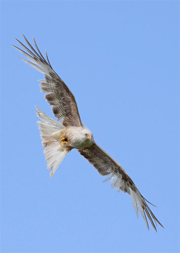 white red kite by michael southcott