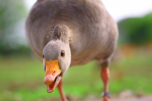 Greylag goose © Adam Rogers