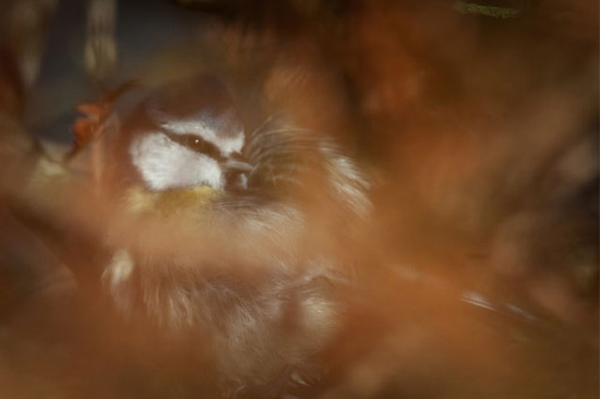 Blue tit sheltering in a bush by Izzy