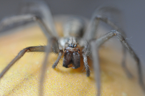 House spider macro close up by Rob Lovesey