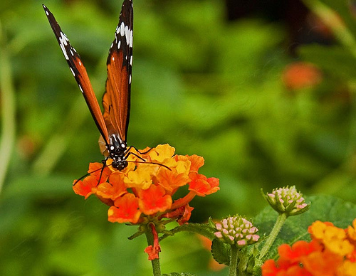 red butterfly by chris wood