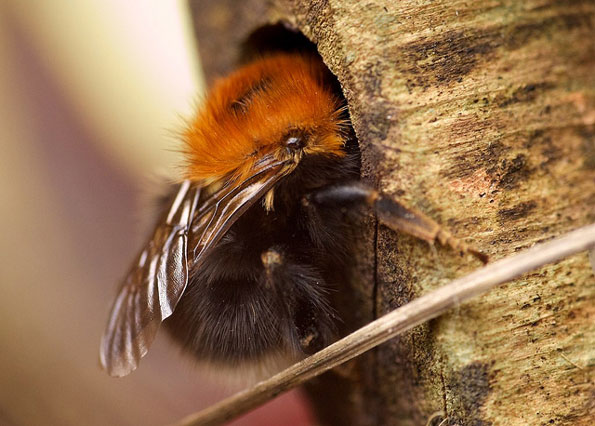 Bee by Annerley Johnson