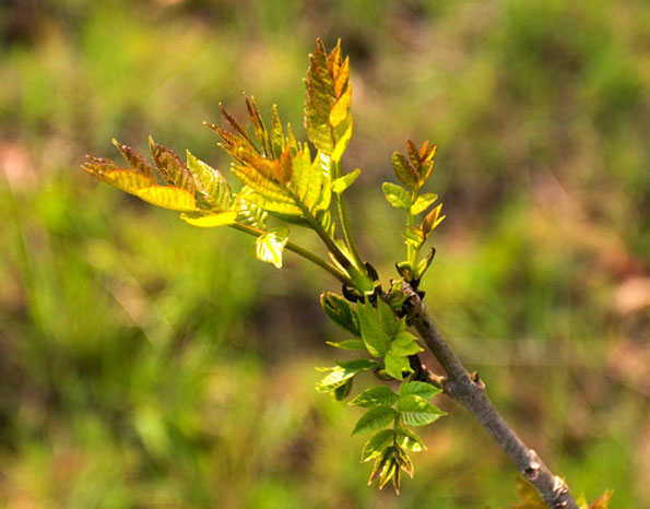 Ash leave by Ian Webb / Woodland Trust Photo Library