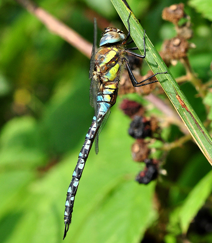migrant hawker dragonfly by Eddie Nurcombe