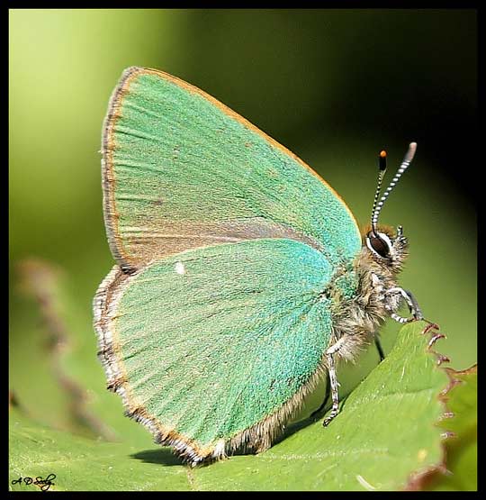 Green hairstreak by Andy Seeley