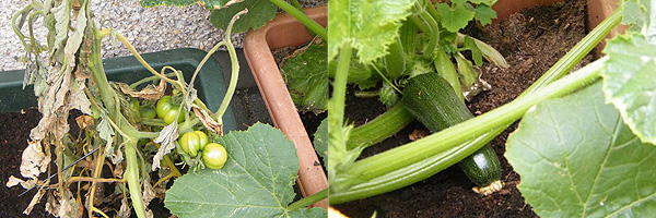 tomatoes and courgettes