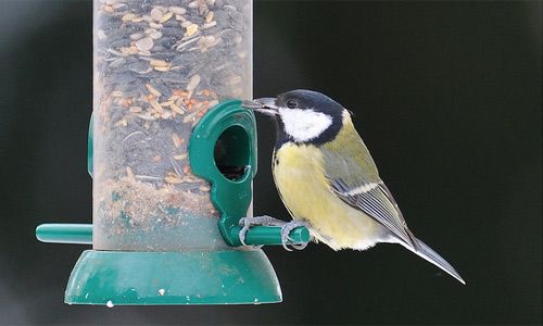 Great tit feeding