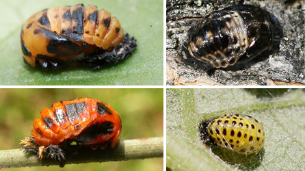 Various ladybird pupae, courtesy Ken Dolbear and Gilles San Martin