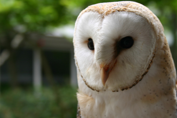 An owl at one of the BBC Springwatch Wild Days Out