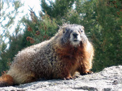 marmot2.JPG
