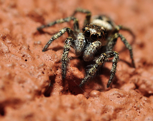 spider by Eddie Nurcombe