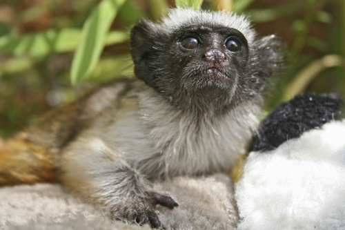 Baby pied tamarin