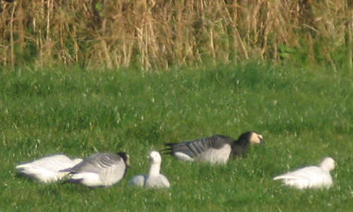 Leucistic geese