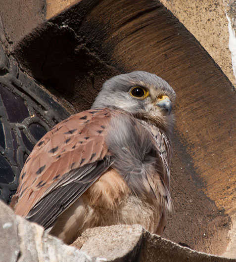 Kestrel by Dave Grubb