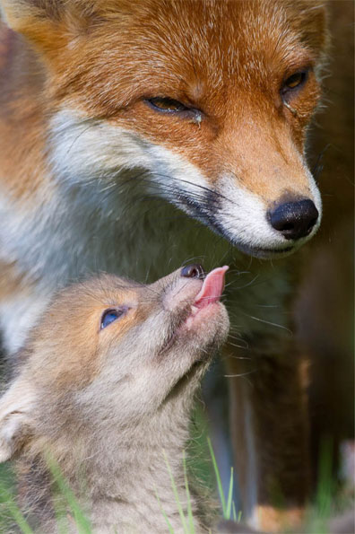 Mother fox and cub by Ian Stickland