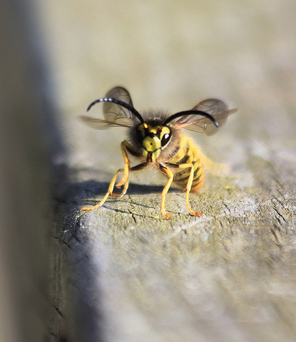 Wasp macro by Ed Ammonite