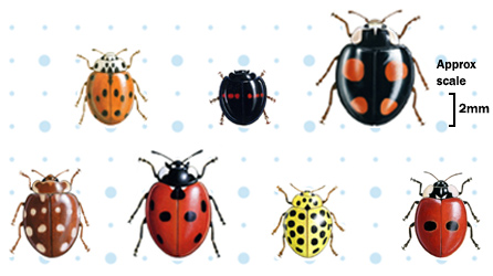Ladybird artwork courtesy RSPB ©Chris Shields