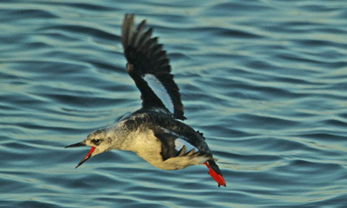 Black guillemot
