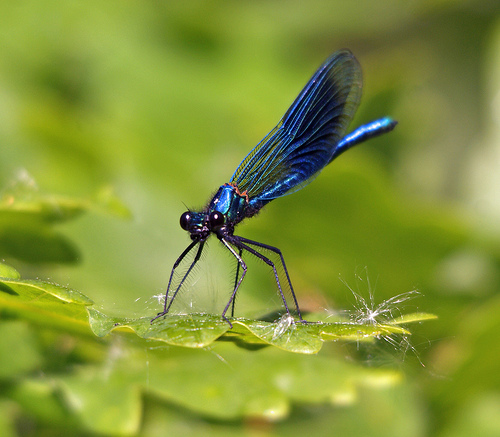 damselfly by carnagevisors