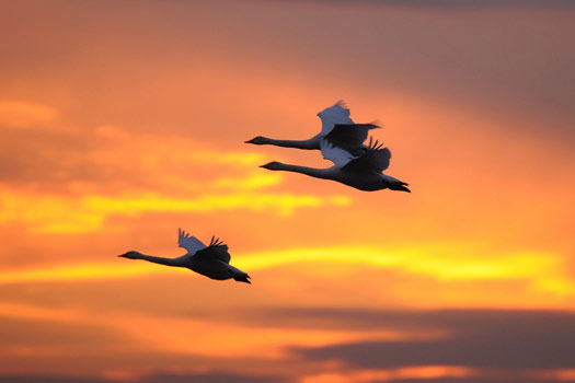 Swans by Steve Makin
