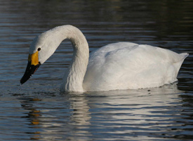 Bewick's swans