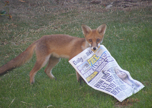 Fox with paper © chirchirp31