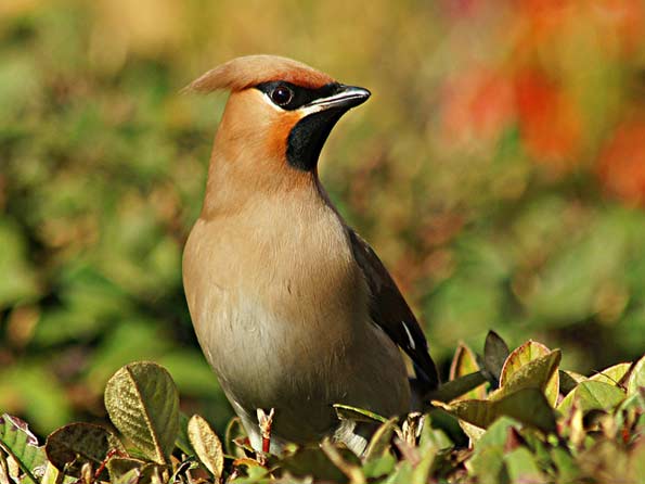 waxwing copyright Alex Berryman