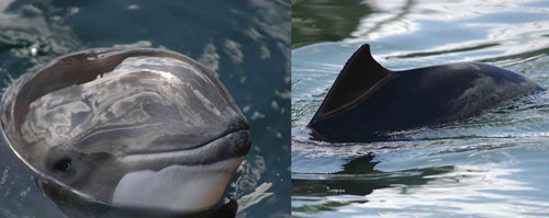 Thumbnail image for Pair 1