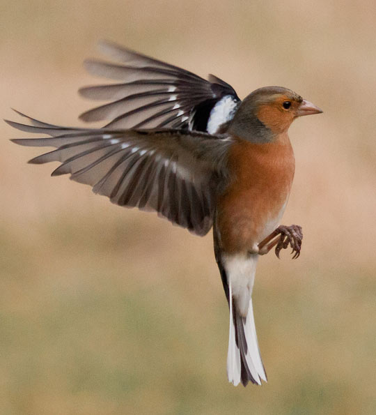 Charffinch by mistyblue17