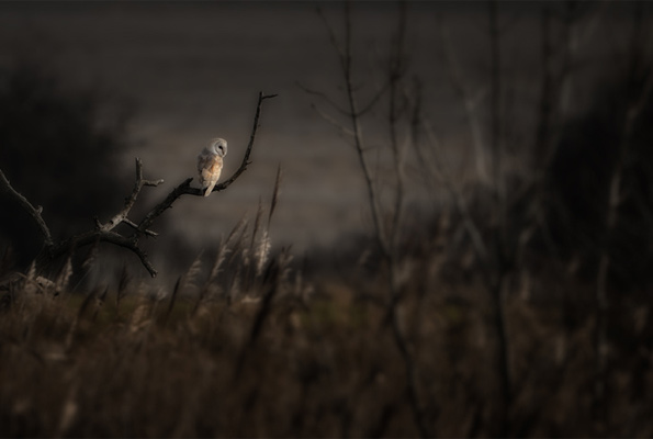 Barn owl by Kevin Lunham