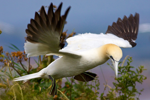 Gannet © theblackfox / Jeff Cohen