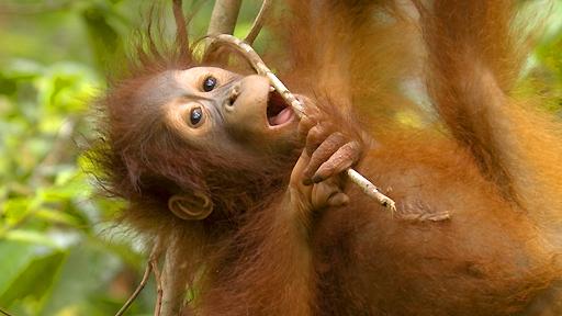 Orangutan - image courtesy of Ian Wood