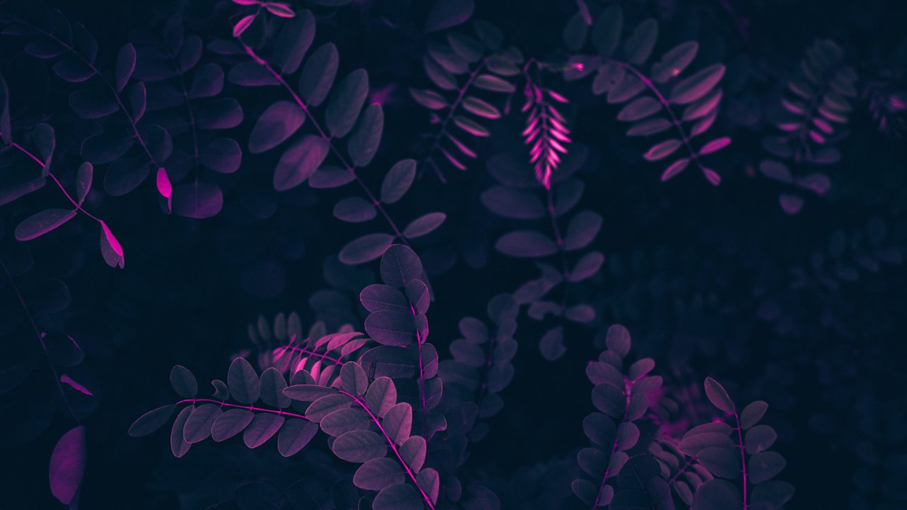 Bartók: Quartet No. 5, Sz 102