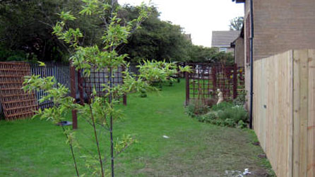 fencing and trees in garden