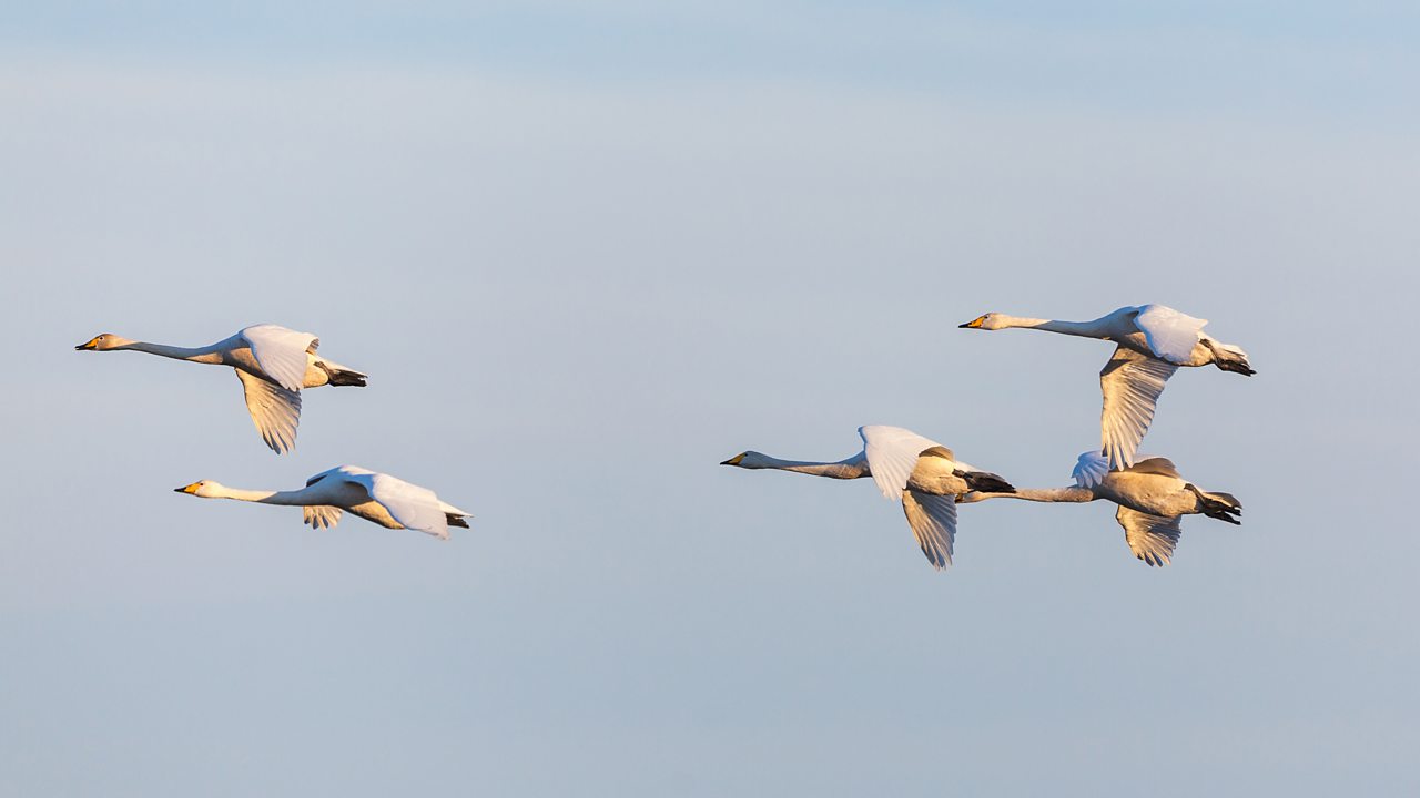 Sibelius: Symphony No. 5 in E flat major, Op 82