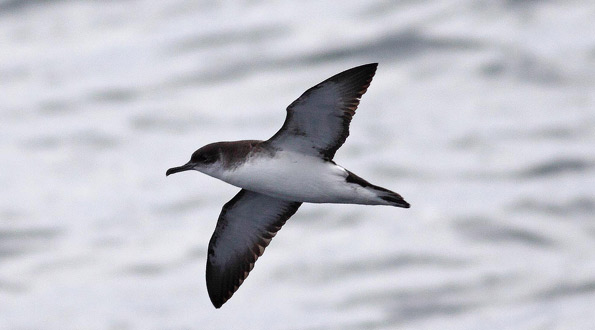 Manx shearwater
