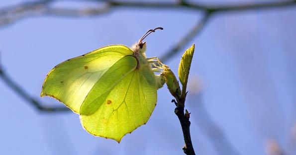 brimstone egg-laying on alder buckthorn
