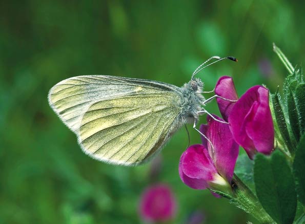 Cryptic wood white by Robert Thompson/Butterfly Conservation