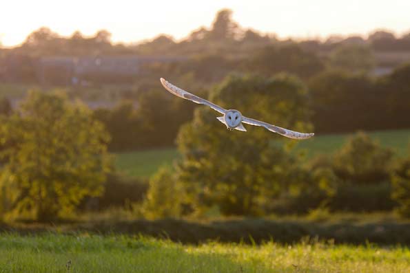 barn owl