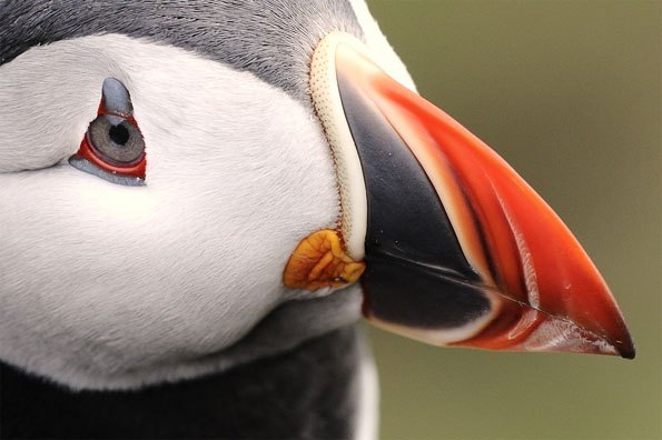 Puffin detail by John Moncrieff