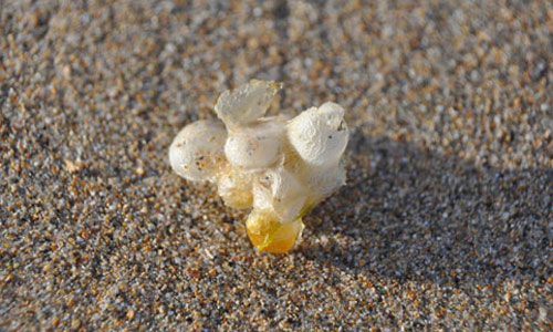 whelks-casing.jpg