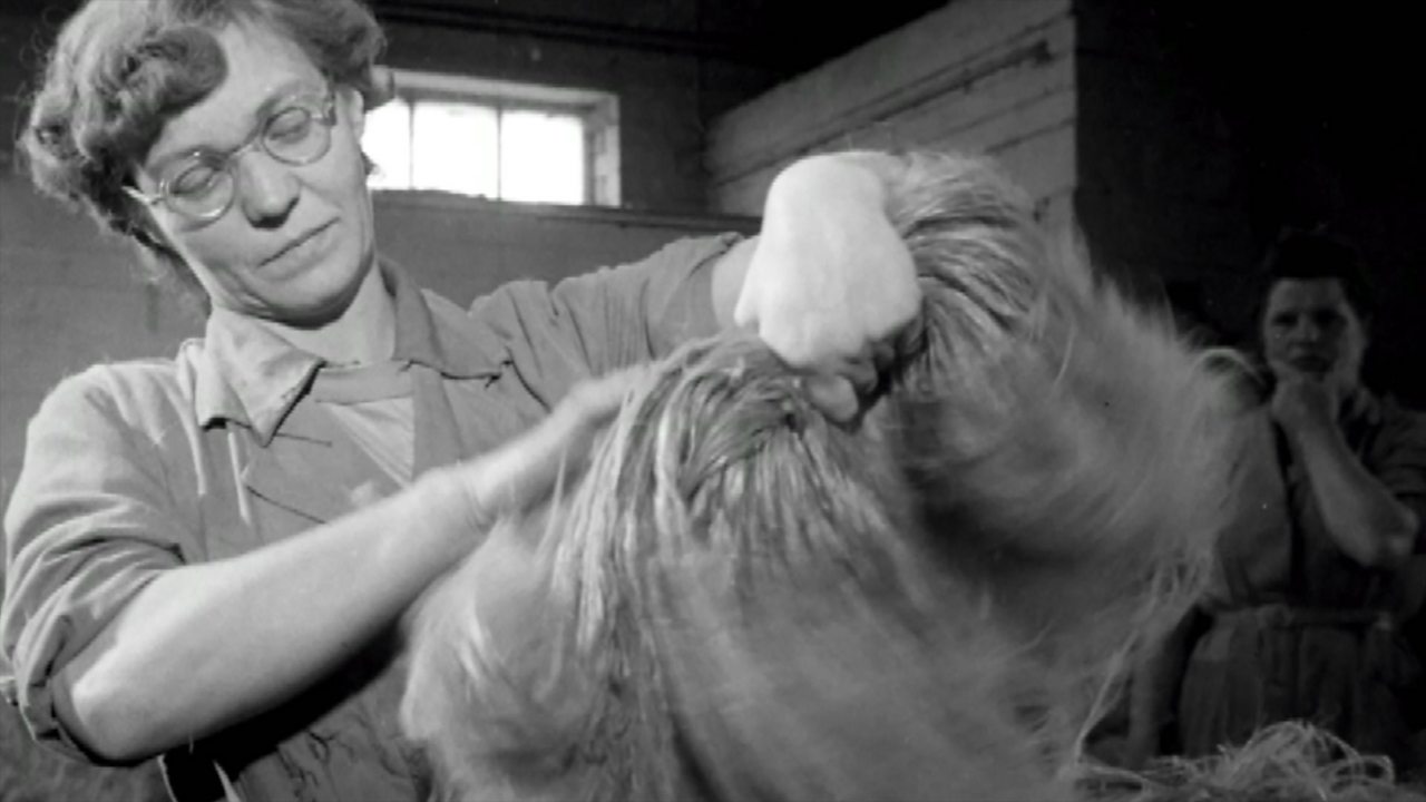 The linen harvest, 1951