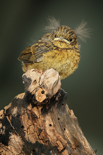 robin fledgling by gareth robinson