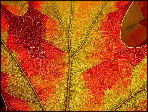 autumn leaf by jo92photos
