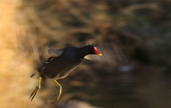 Moorhen flying by Christine Redgate