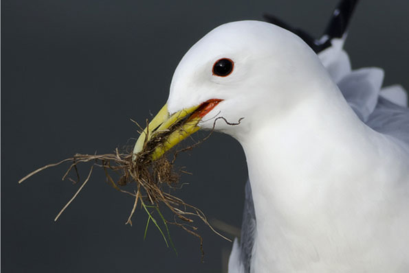 Kittiwake by Nigel / TheCoffeeNut