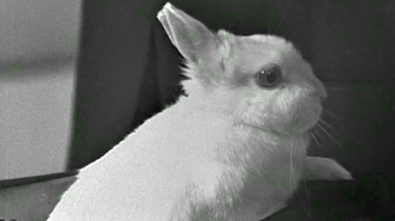 Huff the magic rabbit, 1970