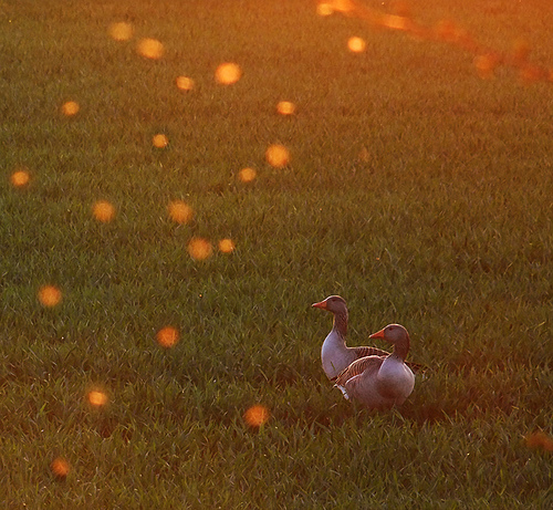 Geese at dusk © Billy Clapham