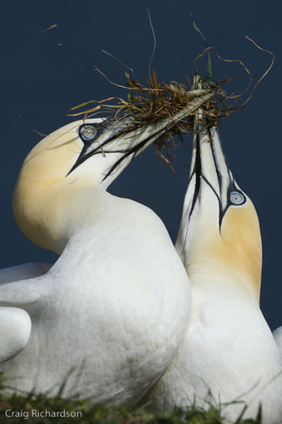Gannets by Craig Richardson
